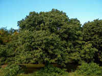 Im000651.jpg (52556 bytes)