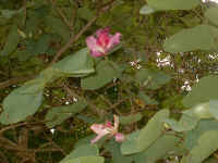 Im000675.jpg (38505 bytes)