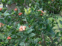 Im000677.jpg (55064 bytes)